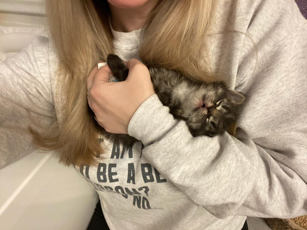 chat peut arrêter sourire après avoir trouvé famille l'aider avec seul chaton