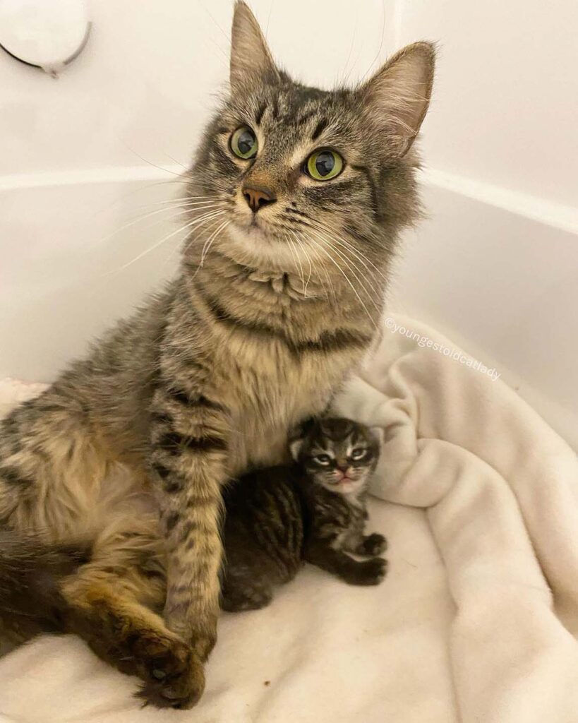 chat peut arrêter sourire après avoir trouvé famille l'aider avec seul chaton