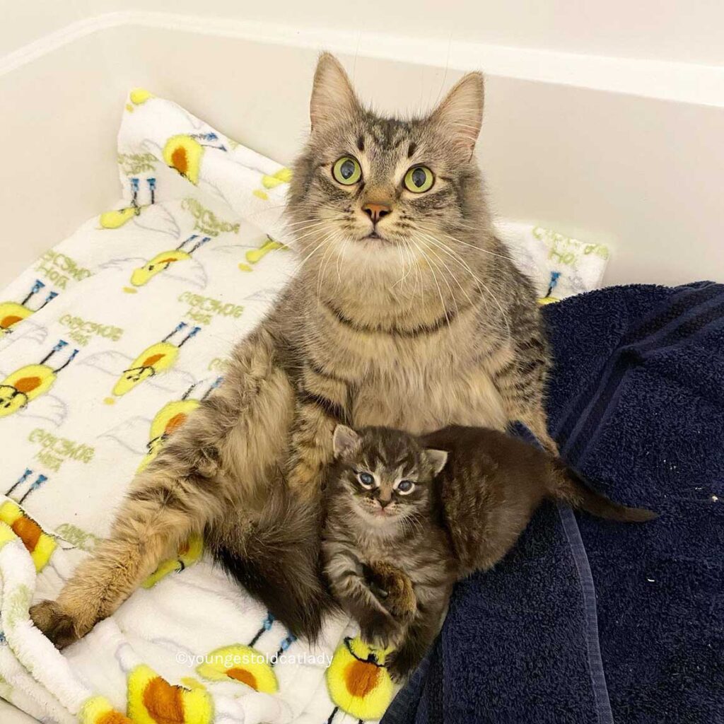 chat peut arrêter sourire après avoir trouvé famille l'aider avec seul chaton