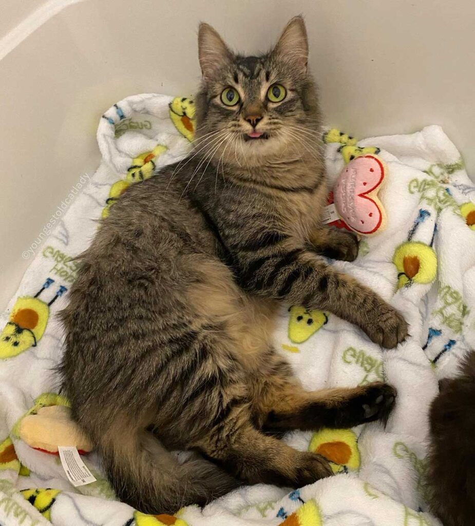 chat peut arrêter sourire après avoir trouvé famille l'aider avec seul chaton