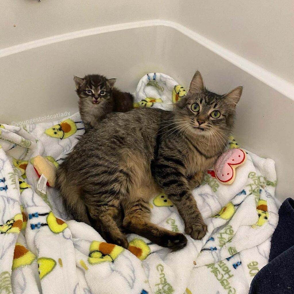 chat peut arrêter sourire après avoir trouvé famille l'aider avec seul chaton