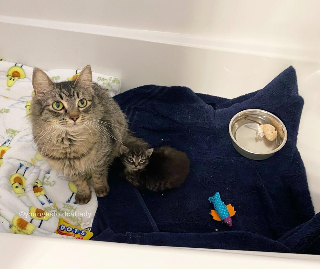 chat peut arrêter sourire après avoir trouvé famille l'aider avec seul chaton