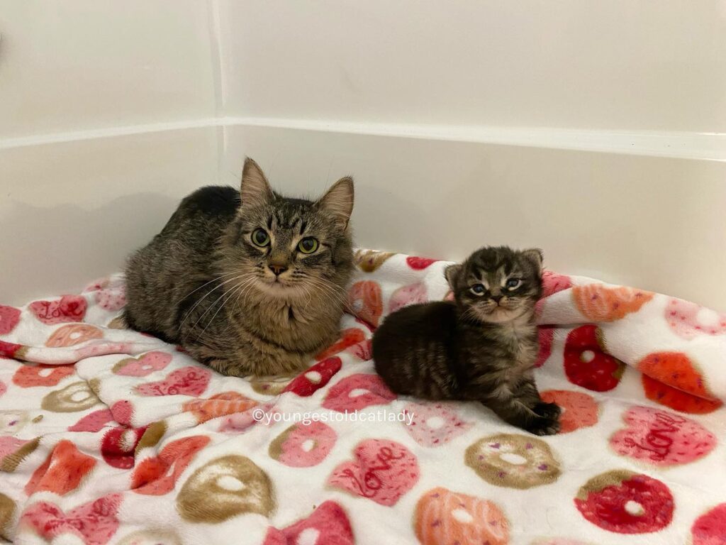 chat peut arrêter sourire après avoir trouvé famille l'aider avec seul chaton