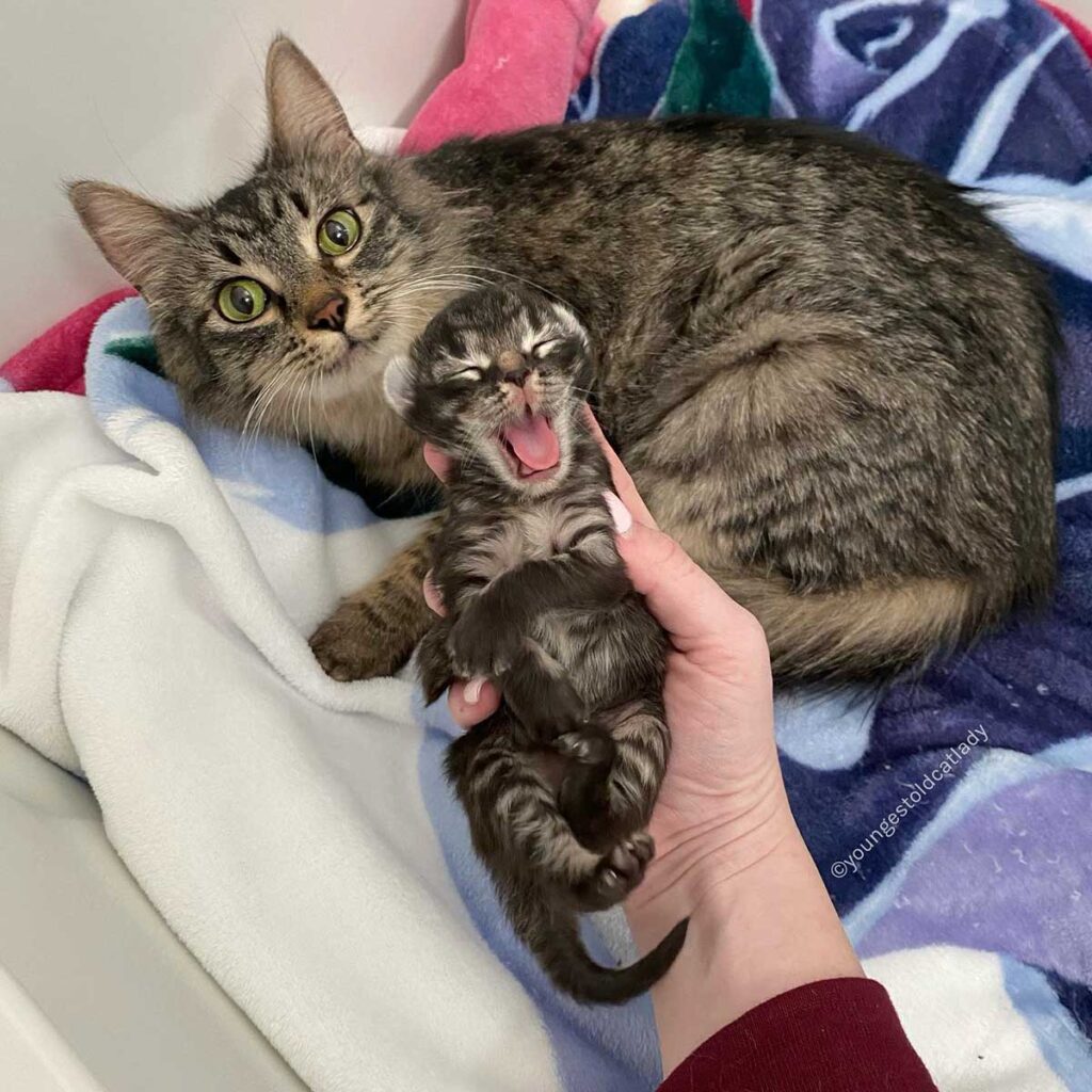 chat peut arrêter sourire après avoir trouvé famille l'aider avec seul chaton