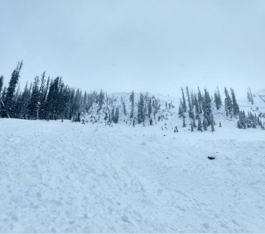 chien présumé mort après avoir enterré avalanche retrouvé vivant bonne santé
