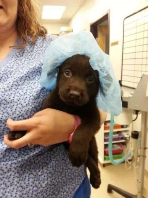 chiot fente palatine sauvé lorsque propriétaire décidé l'abattre