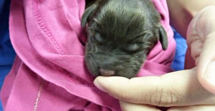 chiot fente palatine sauvé lorsque propriétaire décidé l'abattre