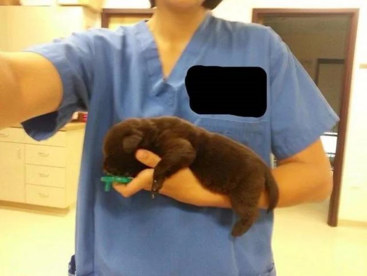 chiot fente palatine sauvé lorsque propriétaire décidé l'abattre