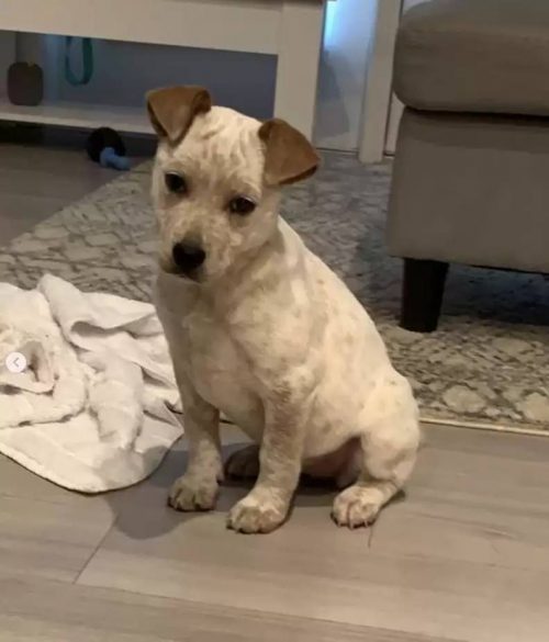 chiot malentendant invente propre façon communiquer