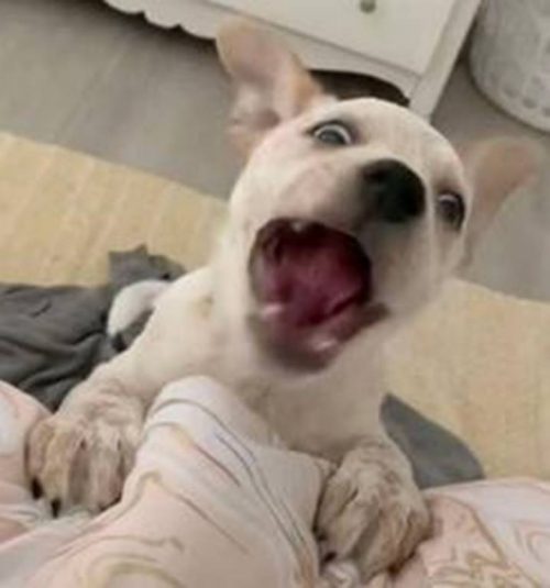 chiot malentendant invente propre façon communiquer