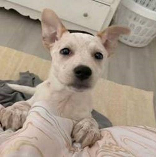 chiot malentendant invente propre façon communiquer