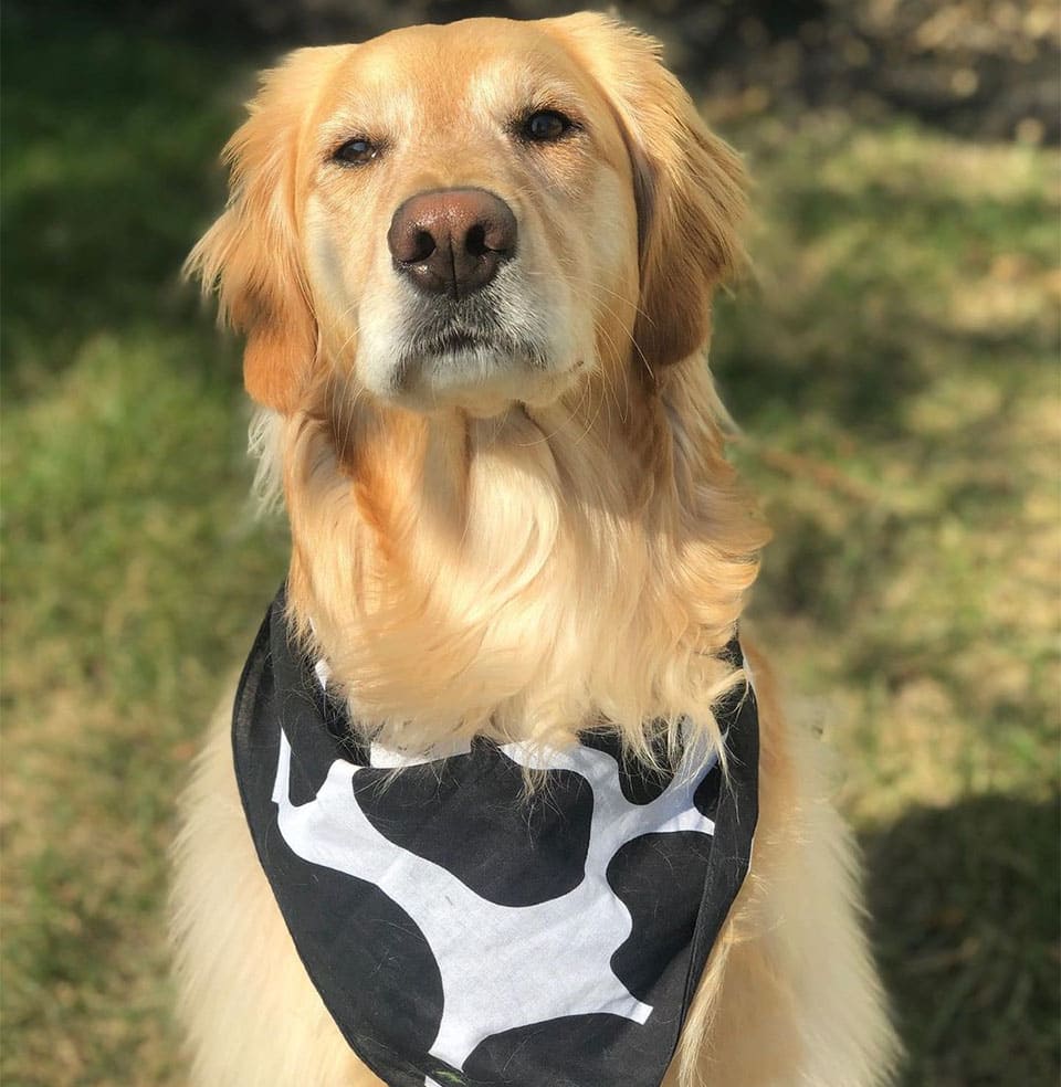 femme capture moment chien voit lune première fois