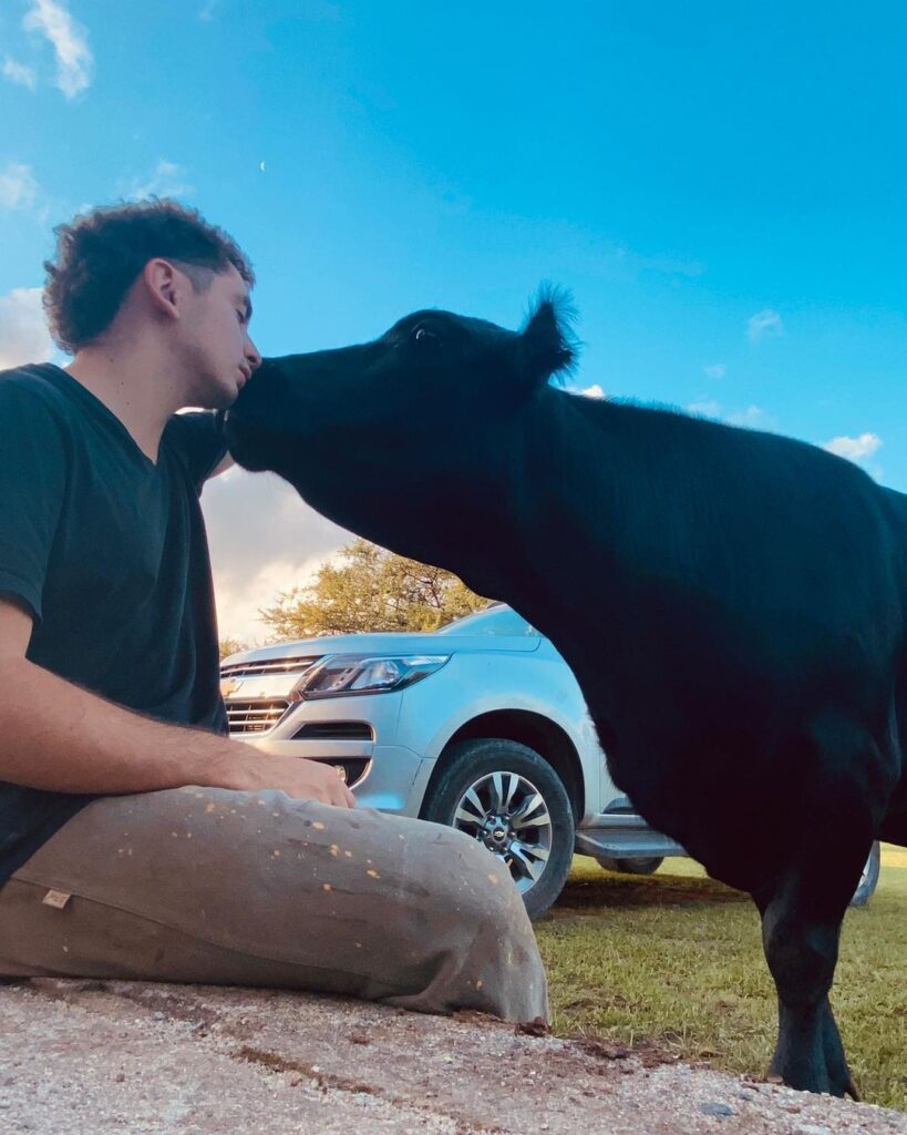 vache sauvée heureuse agit comme chien