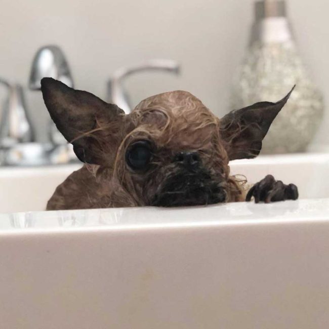 Chiot-qui-ressemble-à-une-petite-chauve-souris