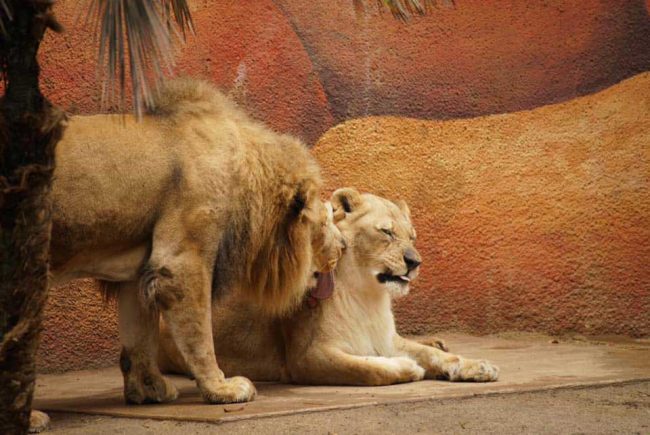 Couple-de-lion-âgé-inséparable