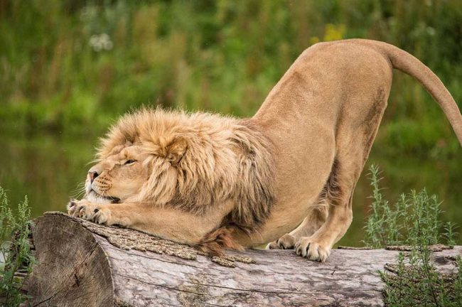 Faits-surprenants-sur-les-lions