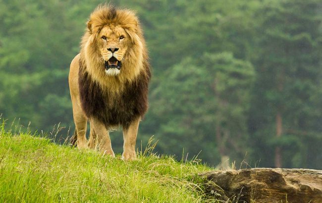Faits-surprenants-sur-les-lions