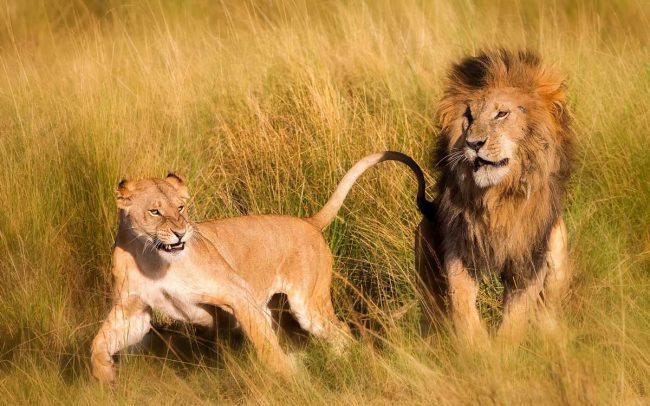 Faits-surprenants-sur-les-lions