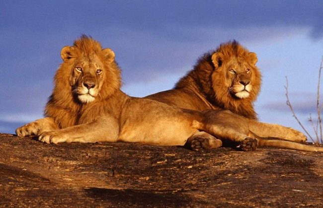 Faits-surprenants-sur-les-lions