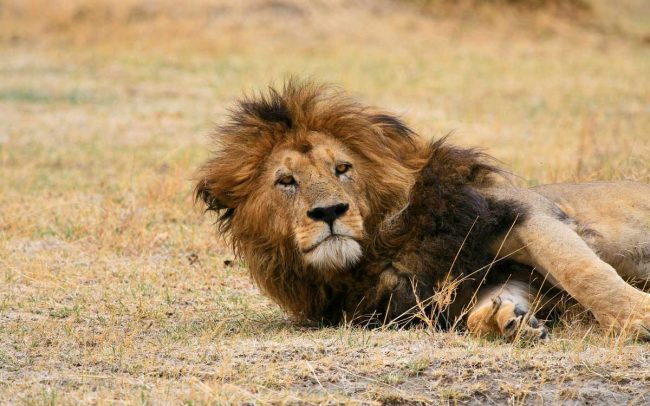 Faits-surprenants-sur-les-lions