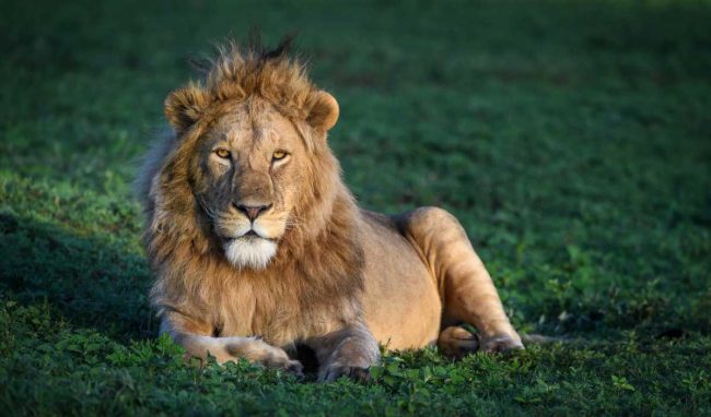 Faits-surprenants-sur-les-lions