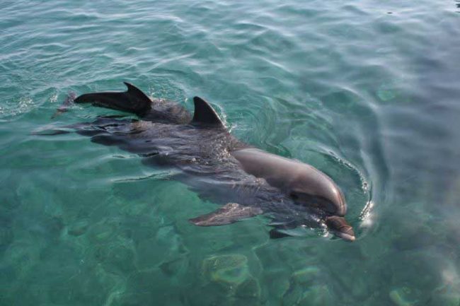 France interdire cirques parcs aquatiques animaux sauvages