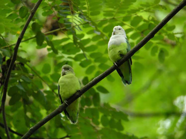 Oiseaux Amoureux ou Inséparables