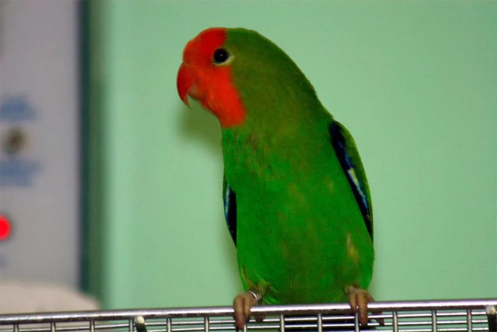Oiseaux Amoureux ou Inséparables