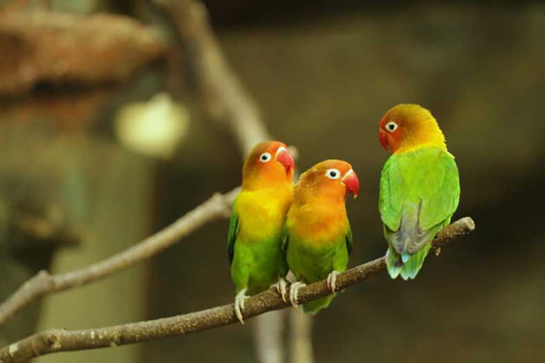 Oiseaux Amoureux ou Inséparables