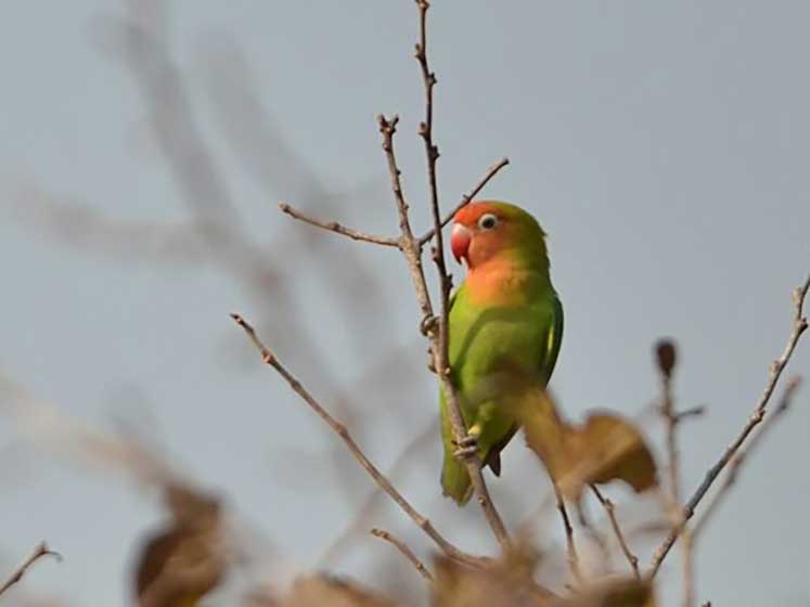 Oiseaux Amoureux ou Inséparables