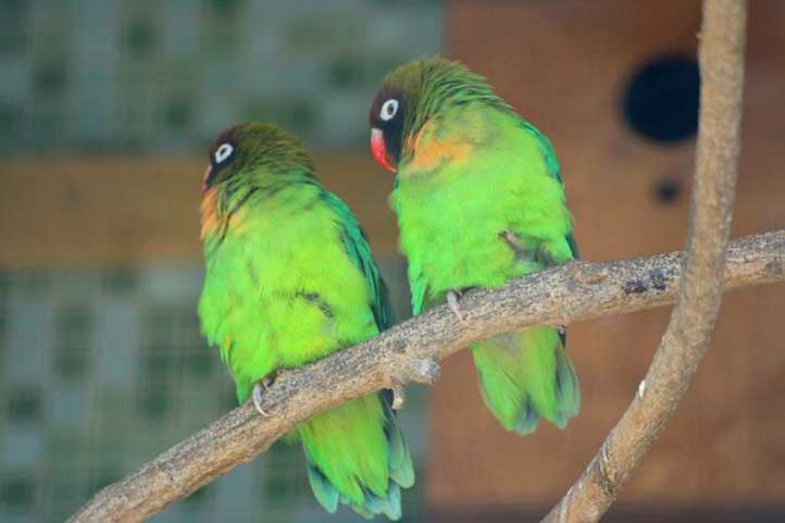 Oiseaux Amoureux ou Inséparables