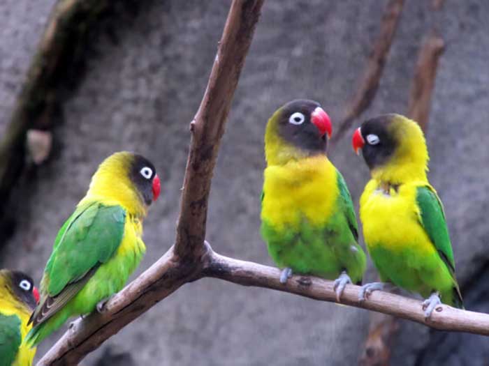 Oiseaux Amoureux ou Inséparables