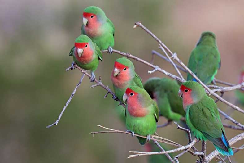 Oiseaux Amoureux ou Inséparables