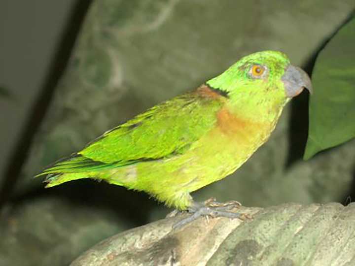 Oiseaux Amoureux ou Inséparables