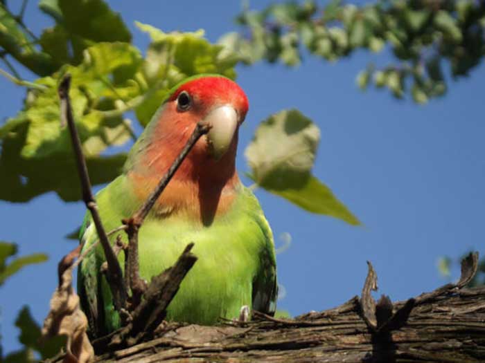 Oiseaux Amoureux ou Inséparables