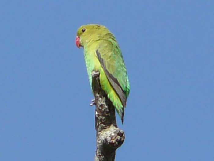 Oiseaux Amoureux ou Inséparables