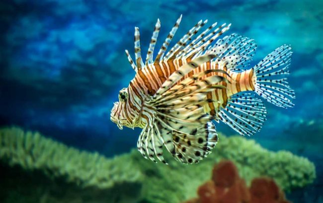Poisson scorpion - la rascasse