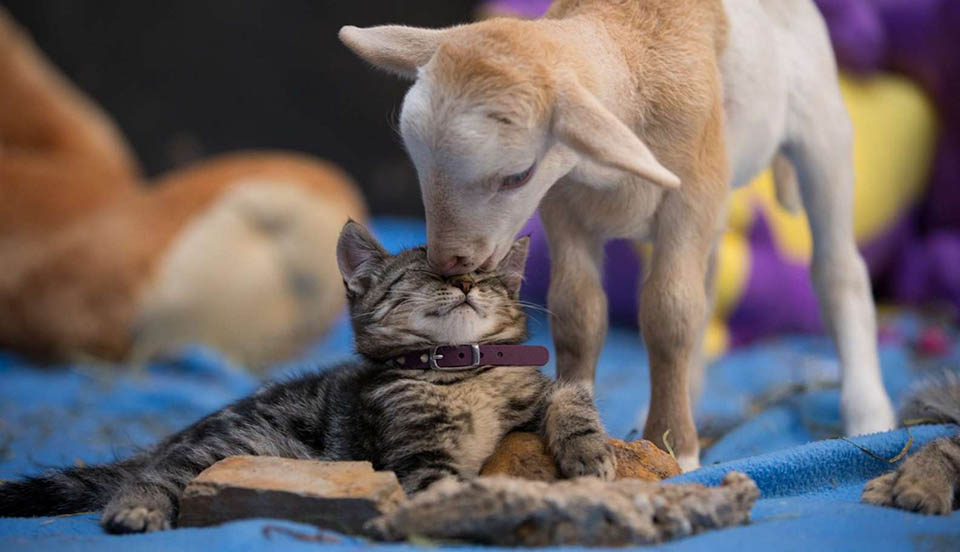 chatons-sans-abri-chevre-amitie