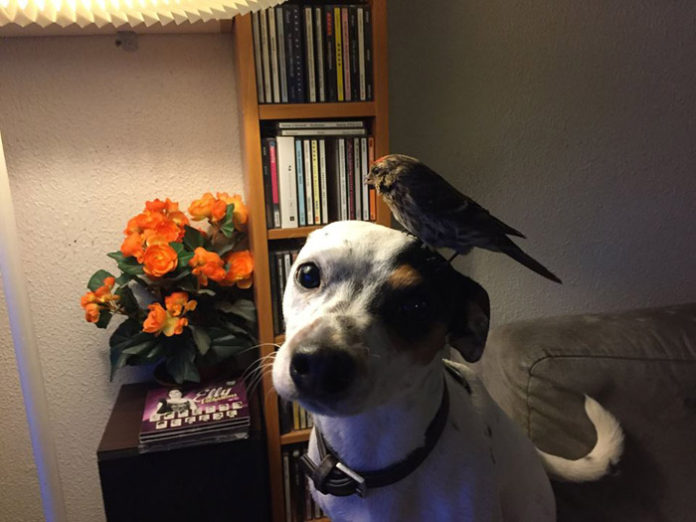 chien-sauve-oiseau