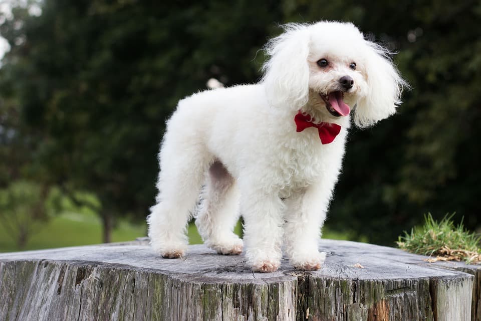 chiens hypoallergéniques les plus populaires