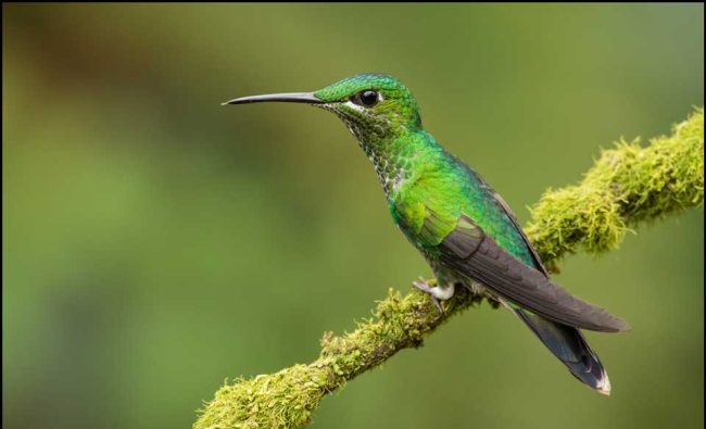 colibri