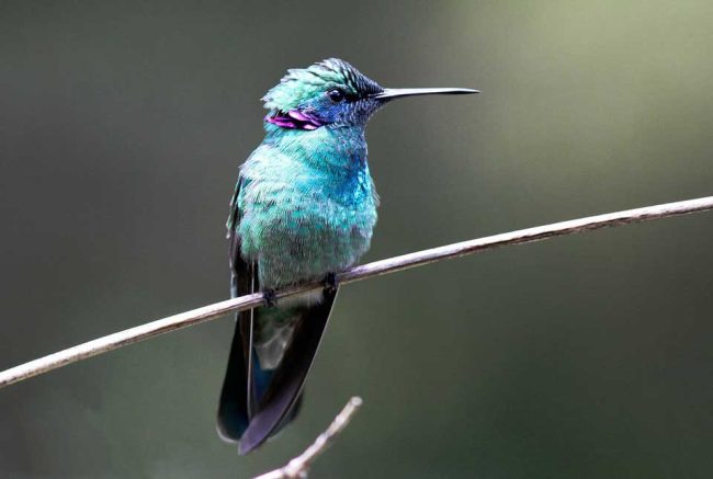 colibri