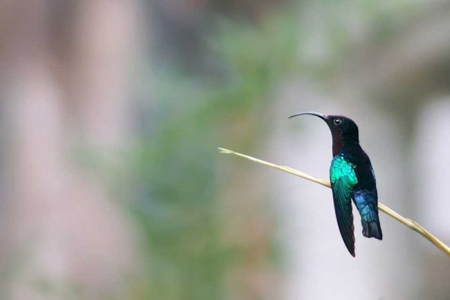 colibri