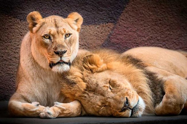 couple-de-lions-d'afrique