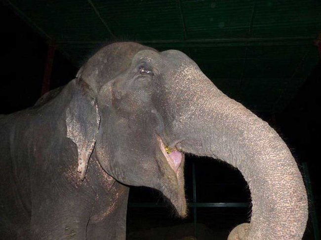 éléphant pleure sauvé enchaîné
