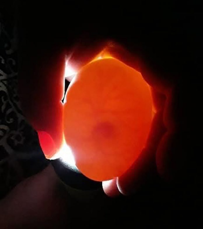 femme-sauve-oeuf-canard-casse