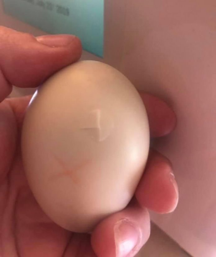 femme-sauve-oeuf-canard-casse