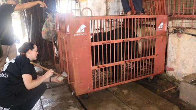 ours failli devenir fou passé 21 ans enfermé cage