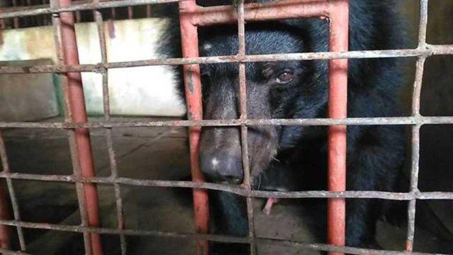 ours failli devenir fou passé 21 ans enfermé cage
