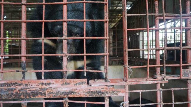 ours failli devenir fou passé 21 ans enfermé cage